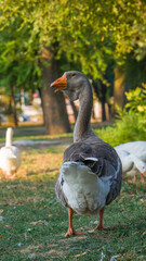 Wild goose in the park