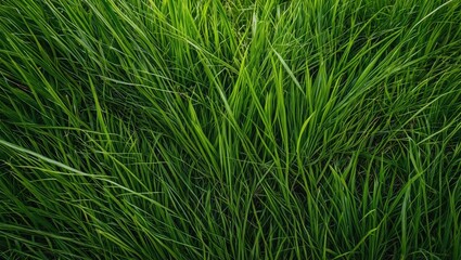 Vibrant Green Grass Textured Background Perfect for Nature and Gardening Themes