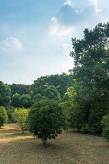 Obraz premium trees of parks on sunny days