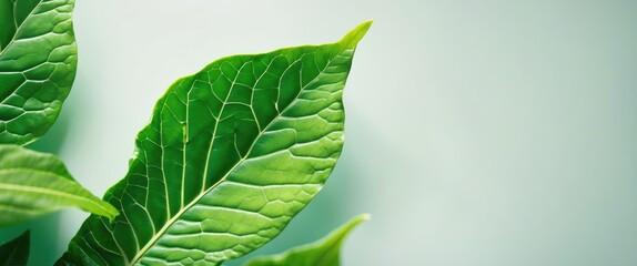 Closeup of vibrant green leaves on a soft background showcasing intricate leaf texture and natural beauty for botanical design or freshness themes