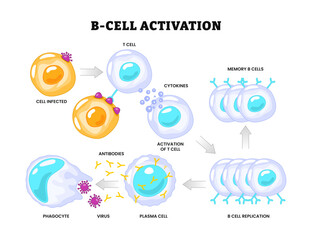 B-cell activation process diagram poster, Activation of B cell leukocytes, Adaptive and Innate immune system, labeled cytokines, memory b cell, antibodies, antigen, phagocyte, virus,b cell replication © Yumagema