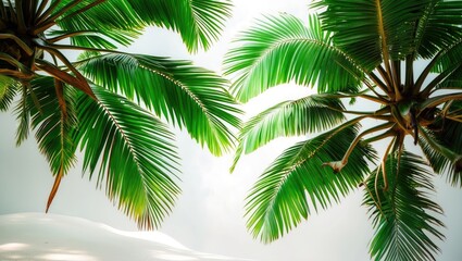 Fototapeta premium Lush green coconut palm fronds gracefully arching against a soft white background, evoking a tropical and serene atmosphere.