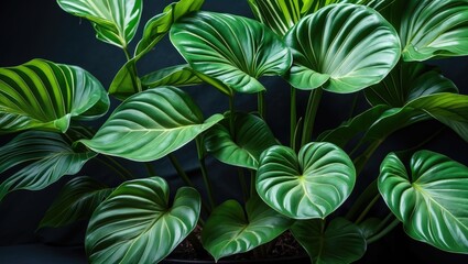 Large green tropical leaves with distinctive light and dark striped patterns against a dark background. Ideal for botanical themes.