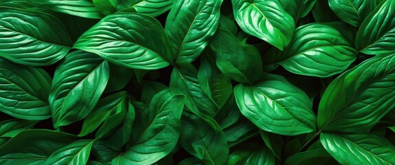Lush green leaf texture providing a serene and vibrant natural background ideal for nature and wellness themes.
