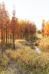 Fototapeta premium Beautiful colorful forest landscape in autumn season
