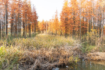 Beautiful colorful forest landscape in autumn season