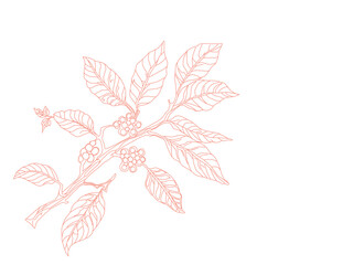Branch with leaves. vector illustration of coffee branch. Coffee plant branch with leaf. Hand drawn Coffee tree vector. Coffee beans and leaves. Branch of a plant.