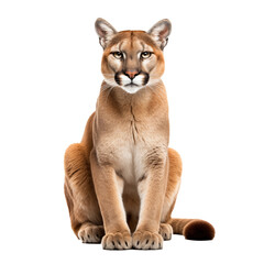 standing puma transparent background 