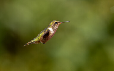 weibliche Vulkanelfe (Selasphorus flammula)