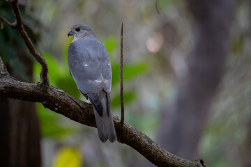 The shikra is a small bird of prey found commonly in Southeast Asia.