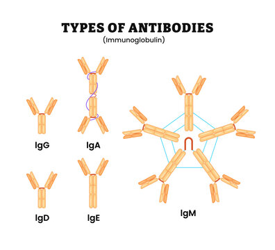 Different types of antibodies. Antibody or immunoglobulin, glycoprotein molecules produced by plasma cells or white blood cell, labeled IgG, IgM, IgA, IgD, and IgE. Immune system. Biology education.