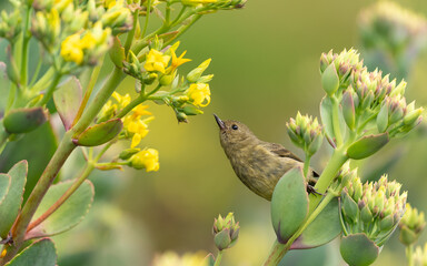 weiblicher Einfarb-Hakenschnabel (Diglossa plumbea)