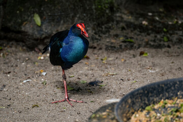 Purple Swamphen