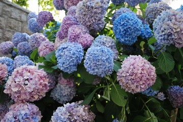 flower, lilac, nature, flowers, pink, purple, garden, plant, spring, blossom, bush, leaf, beauty, blooming, tree, summer, hydrangea, flora, bloom, petal, color, leaves, red, floral, gardening