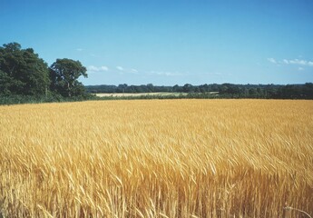 Golden wheat field stretching to horizon under clear blue sky, rural landscape