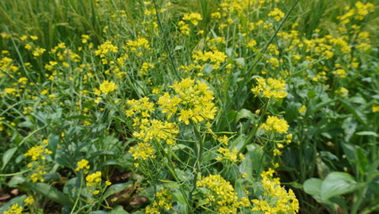 mustard flowers are yellow