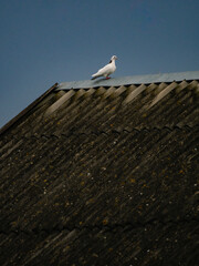 seagull on roof