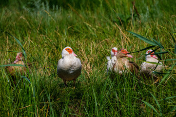 ducks on the grass
