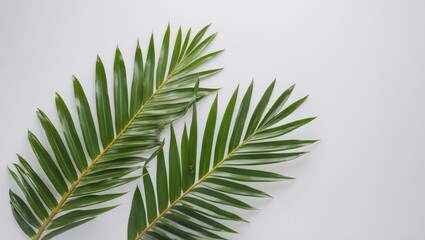 Green palm leaves arranged on a white background with ample copy space for text placement.