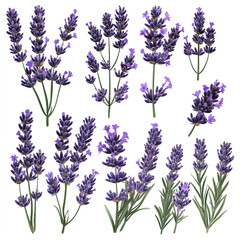 Naklejka premium Lavender Flowers Collection, Isolated on White
