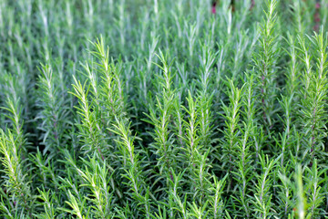 Rosemary plant, Fresh herb in the garden