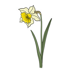 Floral Illustration With Colorful Yellow Daffodil