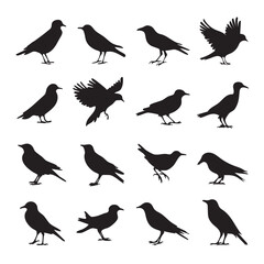 set of silhouettes of birds A collection of crow bird silhouettes, predominantly crows or ravens