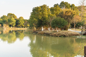 Lush greener around the pond in the park