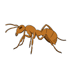 Ant illustration, ant vector icon isolated on white background.