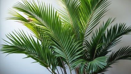 Tropical palm plant with lush green fronds against a neutral background indoor setting