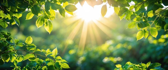 Green leaves with sunlight speckling through trees creating a vibrant nature scene in a forested area