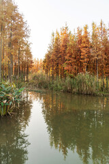 Beautiful colorful forest landscape in autumn season