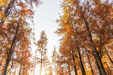 Beautiful colorful forest landscape in autumn season