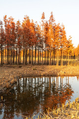 Beautiful colorful forest landscape in autumn season