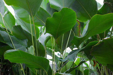 Calathea Lutea plant in the garden