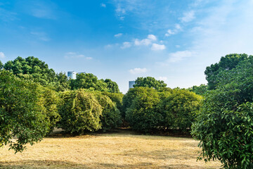 spring park and modern city