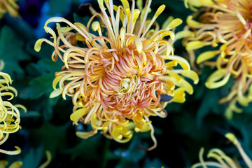 A bouquet of chrysanthemums. Multi-colored bouquet of flowers.