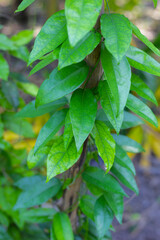 Fresh tiliacora triandra green leaves