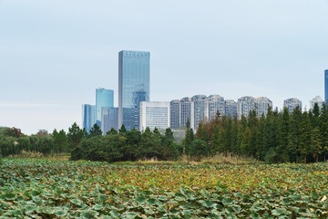 city park with modern building background in shanghai