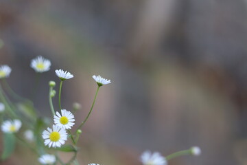野の花