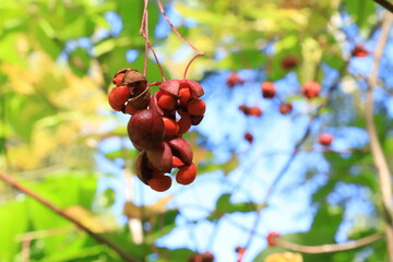 ツリバナの赤い実