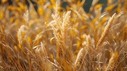 Fototapeta premium Golden grass field with tall spiky plants illuminated by sunlight creating a warm atmospheric effect in nature background