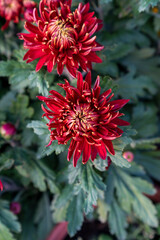 A bouquet of chrysanthemums. Multi-colored bouquet of flowers.