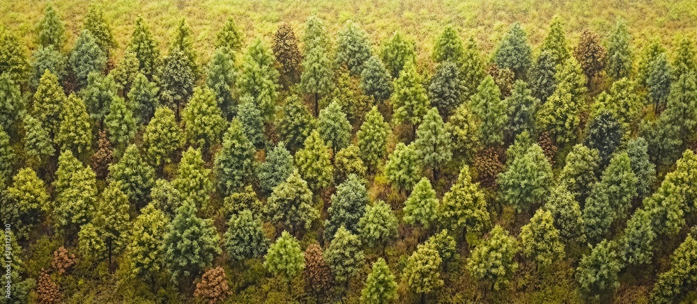 Poster Lush green coniferous forest with varying shades of green and hints of yellow in rows captured from above on a sunny day.