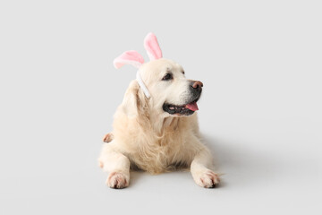 Cute Labrador dog in bunny ears lying on light background. Easter celebration