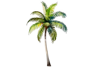 Obraz premium Coconut tree watercolor paint on white background