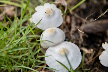 Close-up view of tropical wild mushroom growing on field