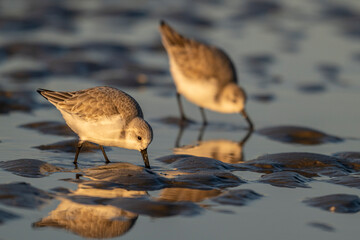 Bécasseau sanderling (Calidris alba - Sanderling)