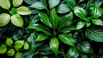 Lush arrangement of diverse green tropical leaves for nature and botanical themed designs.