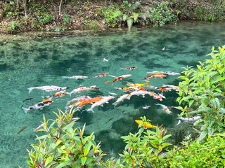The beautiful of school of carp or koi fish